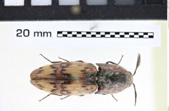 Foto (Dorsalansicht) von Pherhimius fascicularis (Fabricius, 1787) (NHMW-ZOO-COL-0008175)